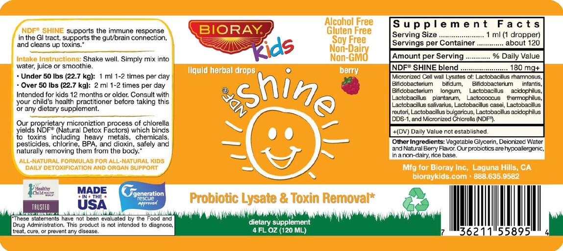 NDF Shine Berry
