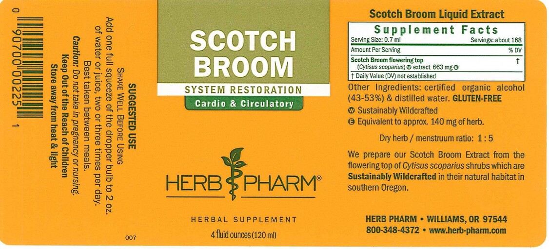 Scotch Broom