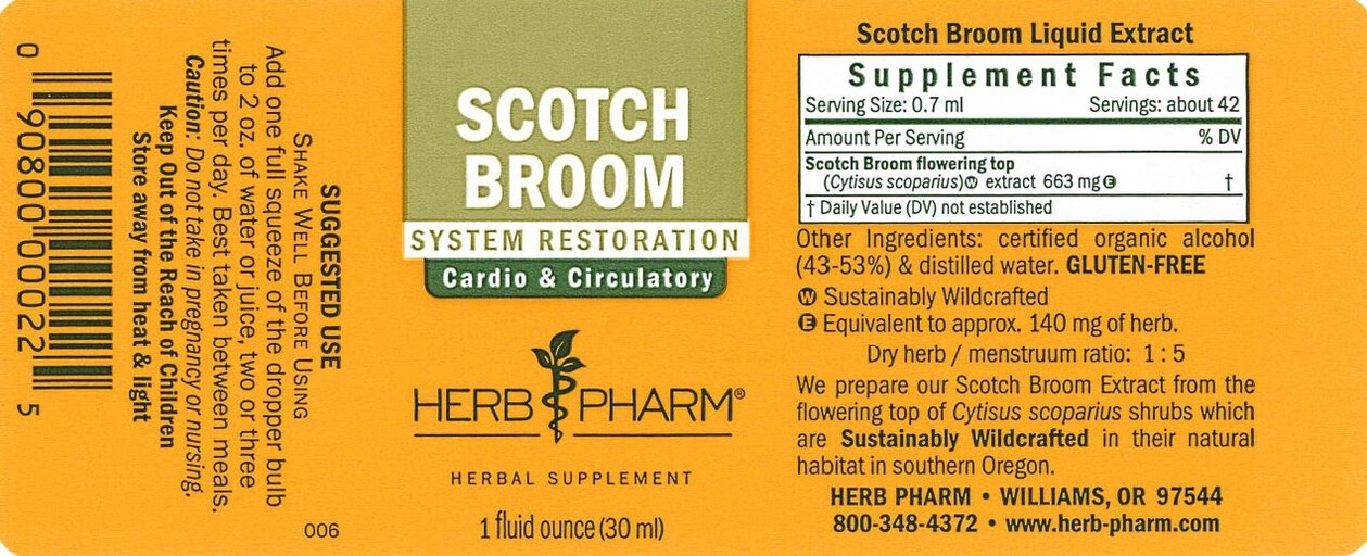 Scotch Broom