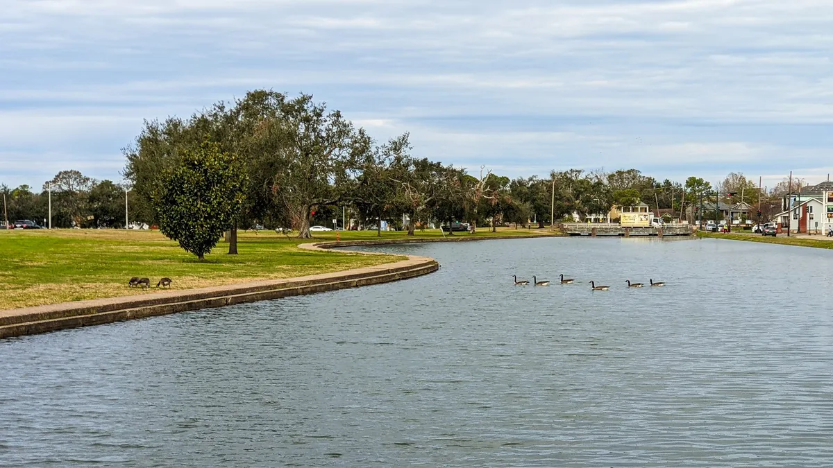 File:Geese on the Bayou, New Orleans January 2022.jpg