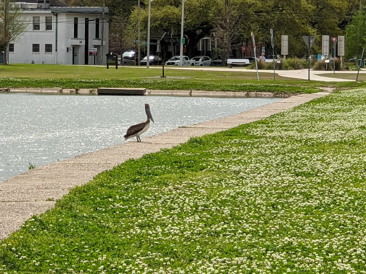 File:Contemplative Pelican on the Bayou.jpg
