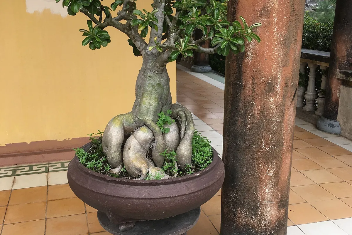 Chùa Phước Lâm in Hoi An