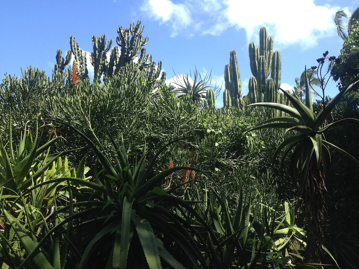 A view in Poipu, where this quest is played