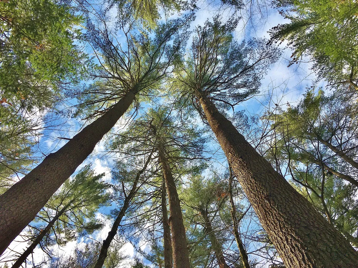 A view in Simsbury, where this quest is played