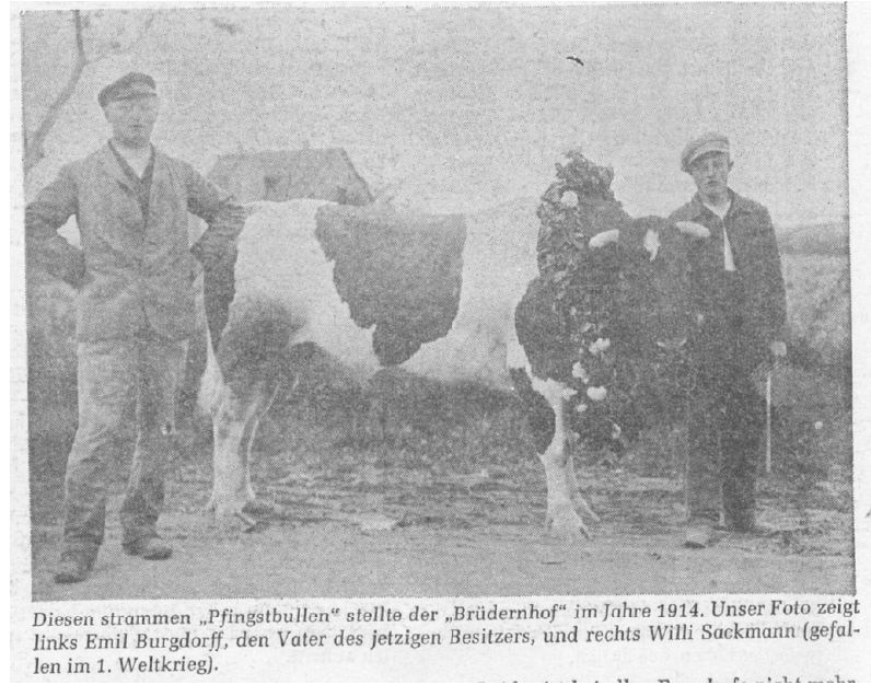 The „Brüdernhof” provided this sturdy “Pentecost bull” in 1914. Our photo shows Emil Burgdorff, the father of the current owner, on the left and Willi Sackmann (killed in the First World War) on the right.