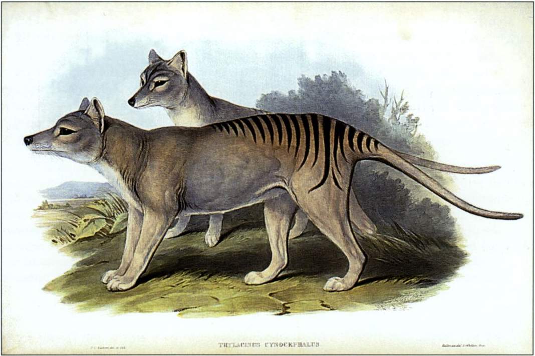 Thylacine: Bringing the past to life