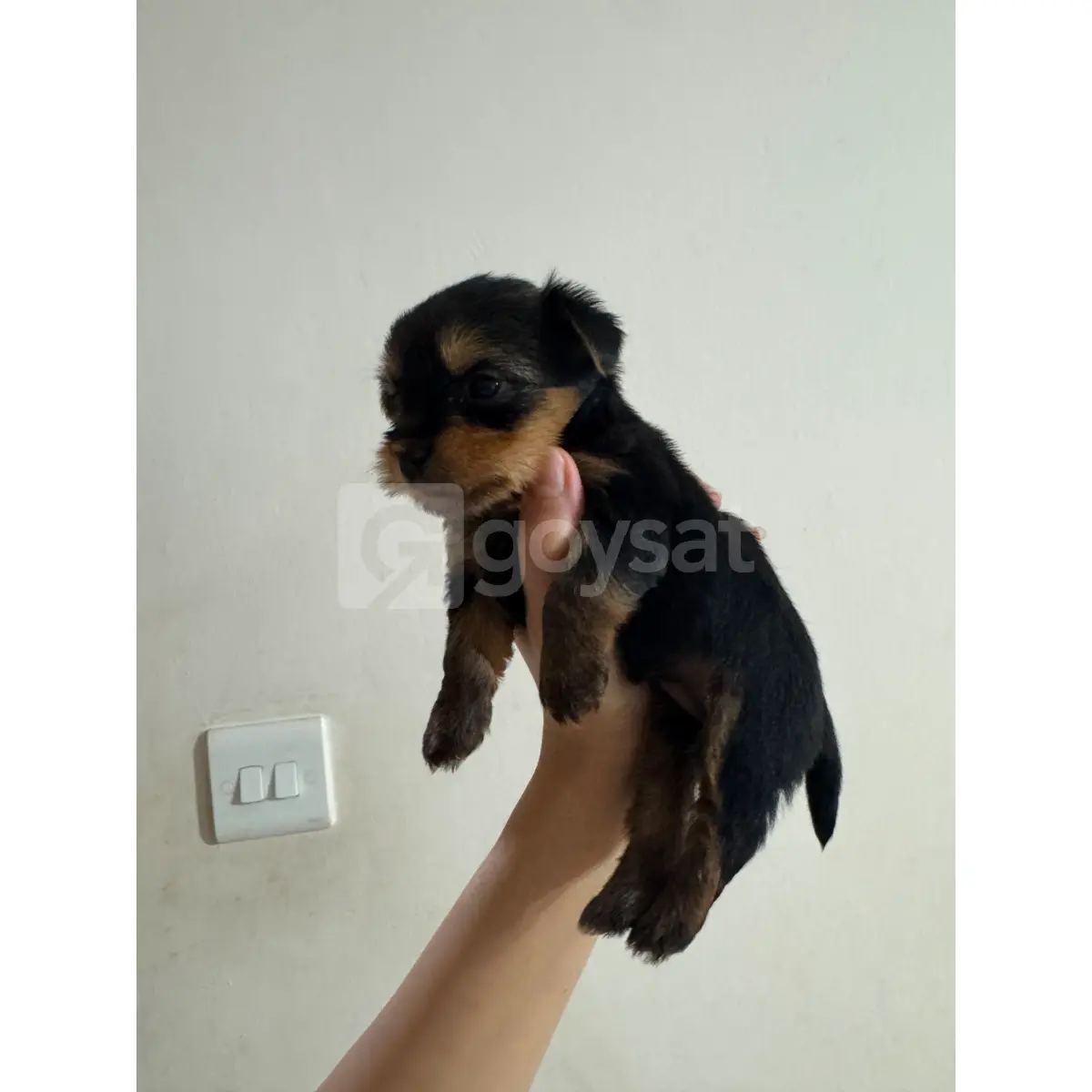 Yorkshire Terrier - Hayvanlar Alemi Satılık - Görsel 1 | Goysat