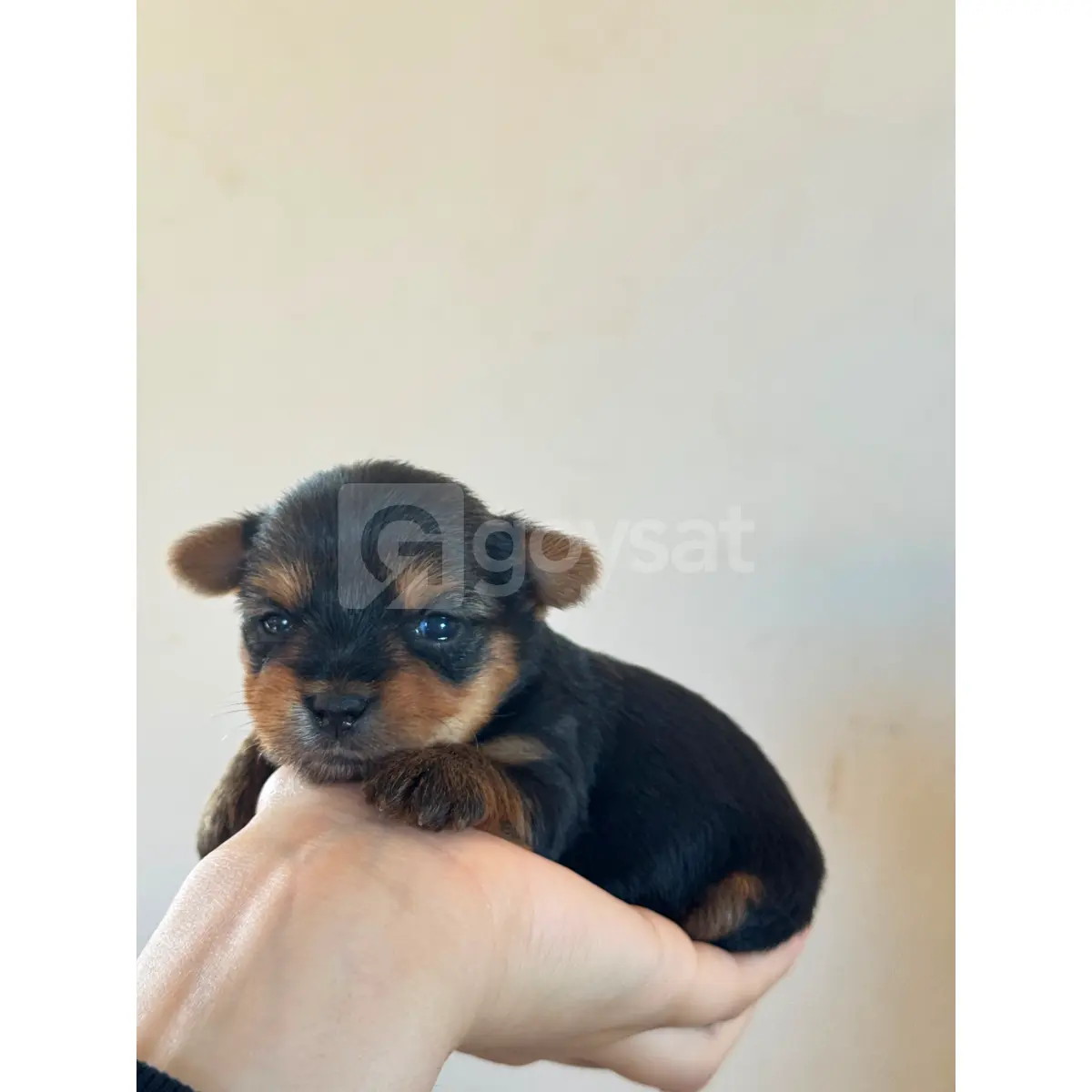 Yorkshire Terrier - Hayvanlar Alemi Satılık - Görsel 2 | Goysat