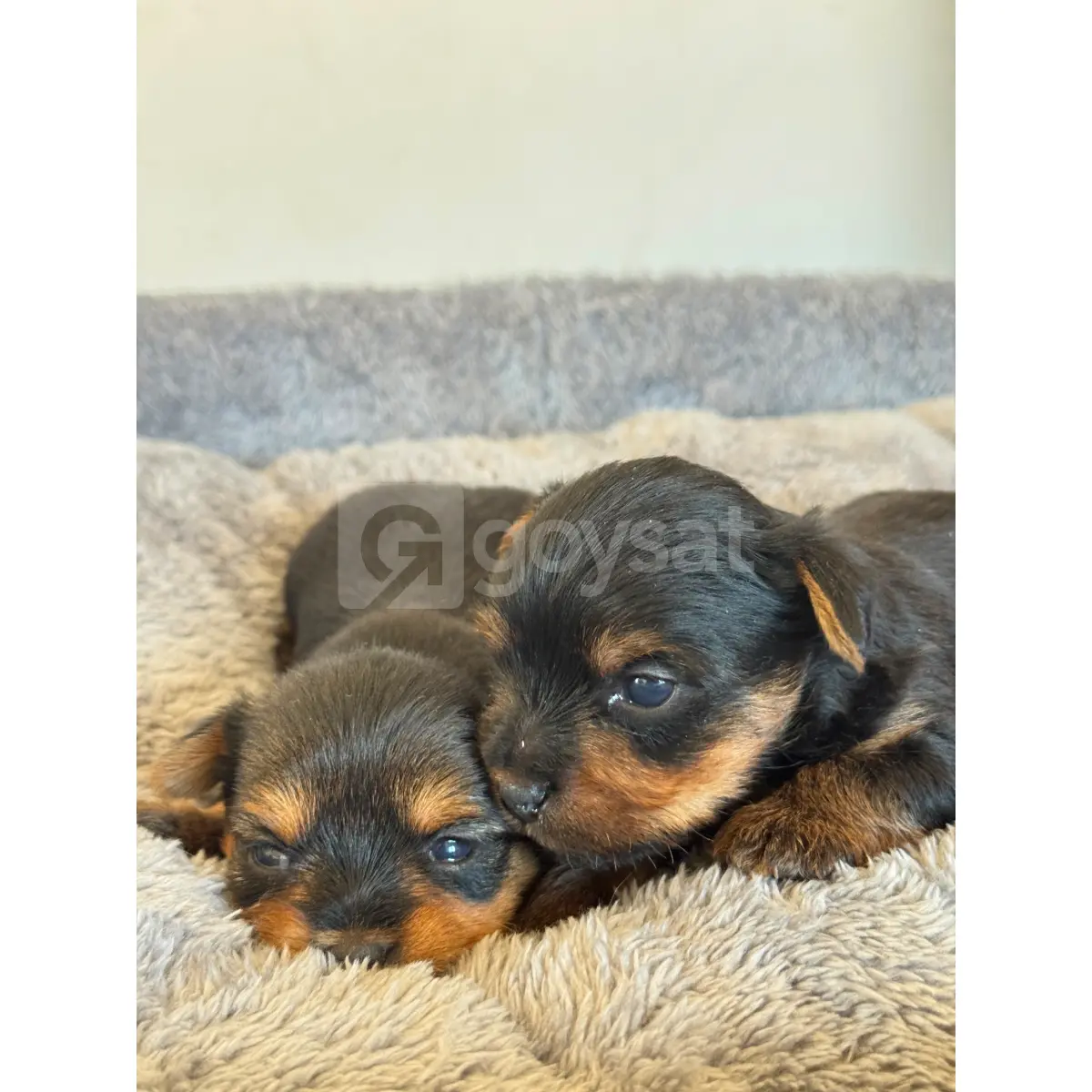 Yorkshire Terrier - Hayvanlar Alemi Satılık - Görsel 3 | Goysat