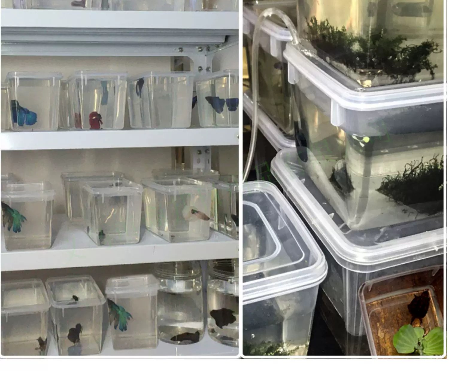 Clear Hinged-Lid Food Storage Container — All products on G+ Market