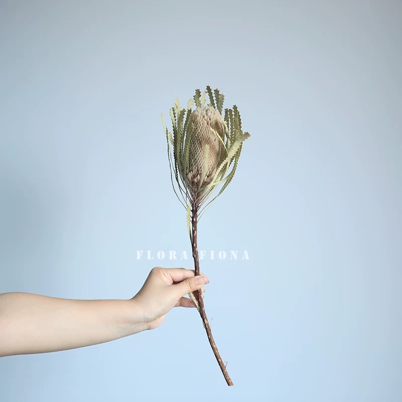 Natural Dried Banksia Stems from Australia photo 2