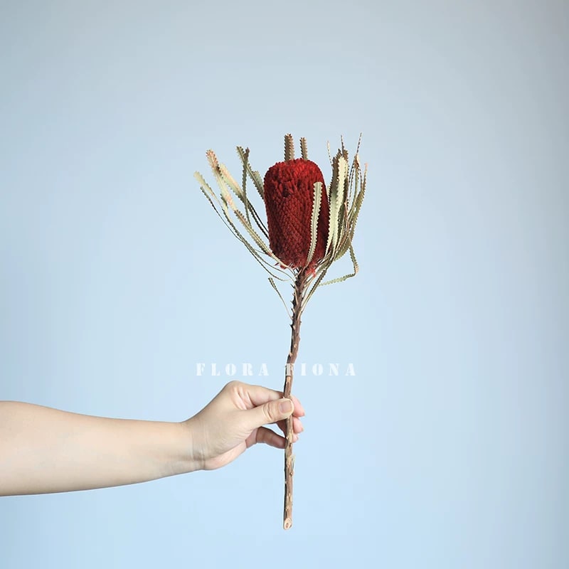 Natural Dried Banksia Stems from Australia — Home & Furniture on G+ Market