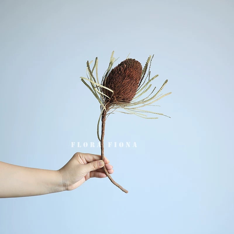 Natural Dried Banksia Stems from Australia photo 6