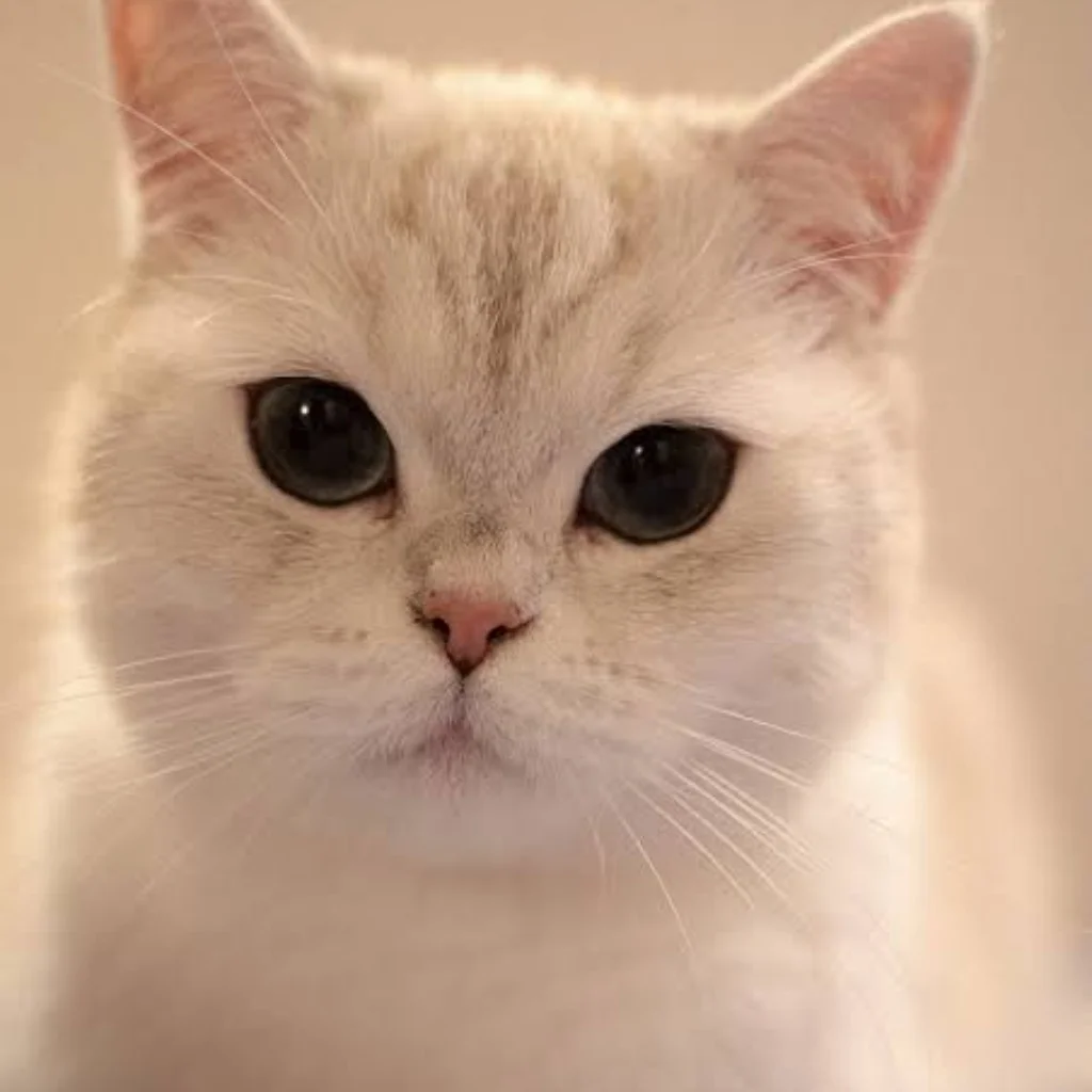 biscuit cat