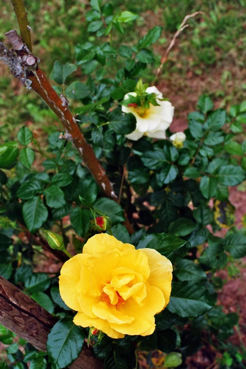 SimonSa