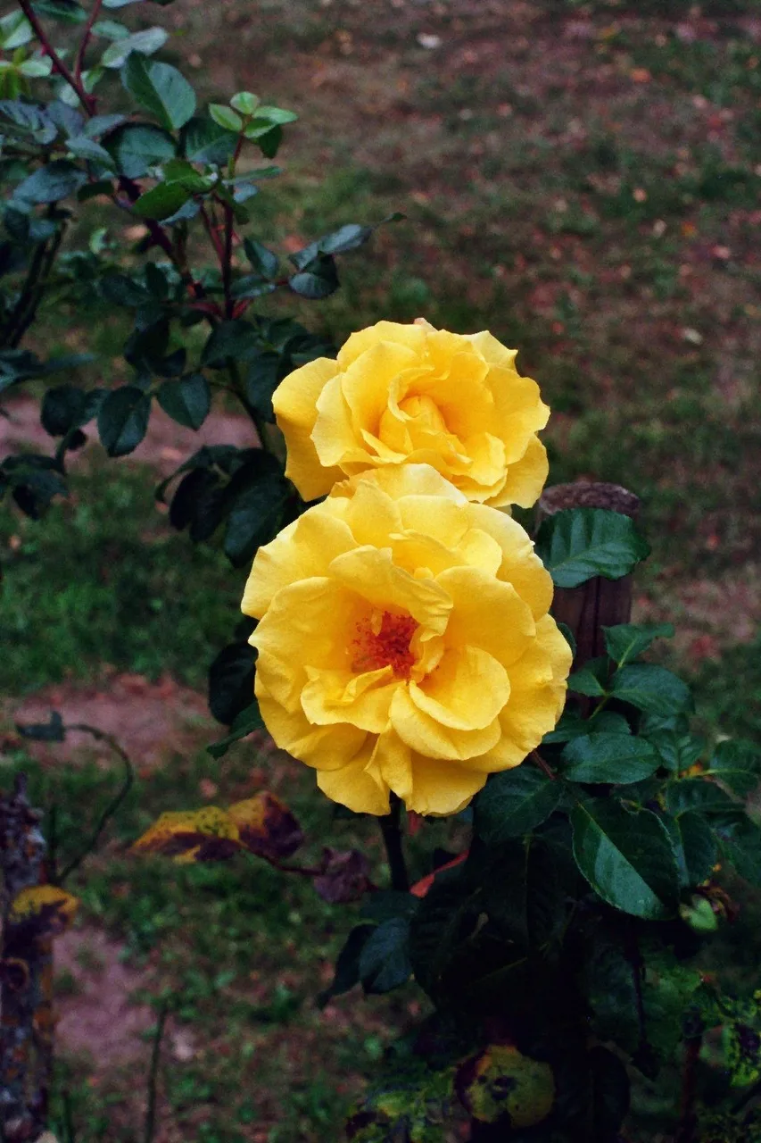 SimonSa
