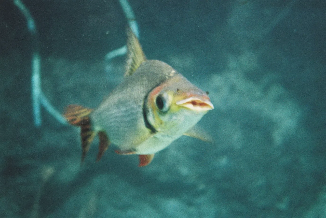 Ivo_400