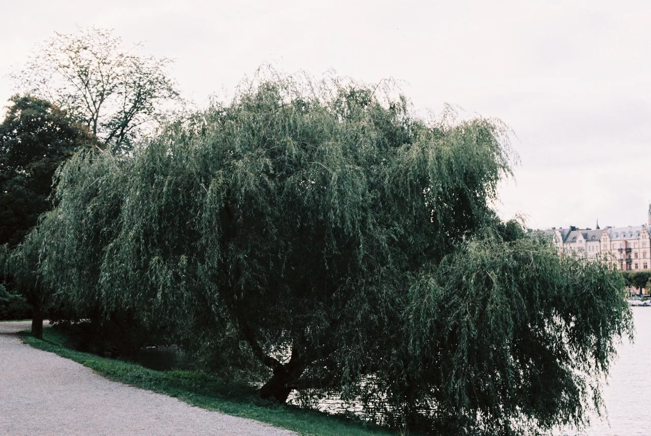 Yanog