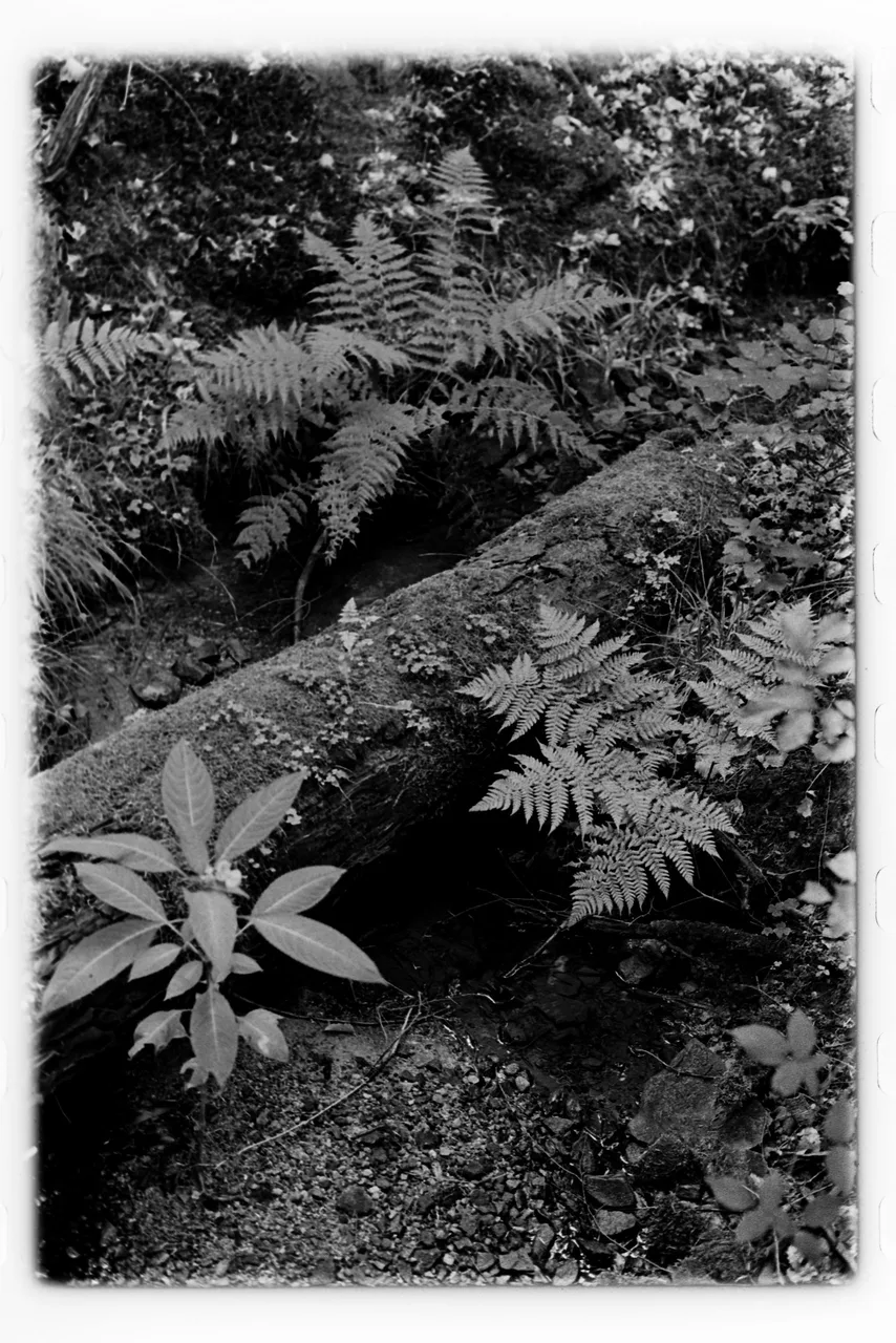 Analognature