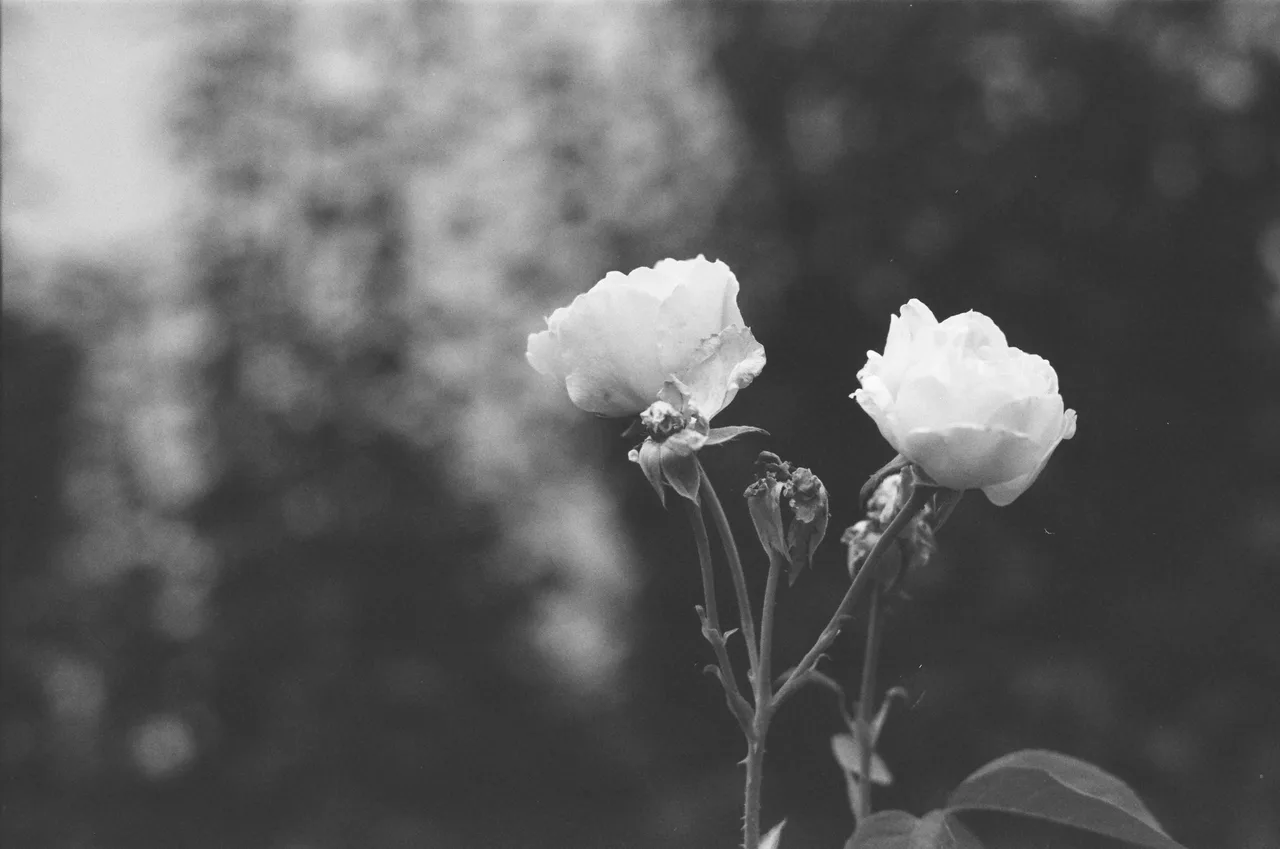 Canon EOS 3 · Fomapan 400 Action