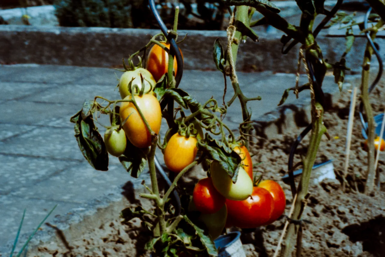 mieke_loves_grain