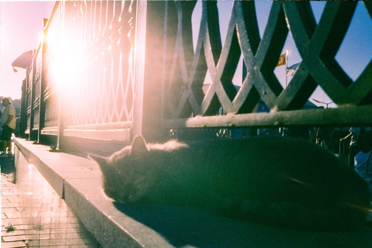 Olympus mju ii · Ilford Ilfocolor 400 plus Vintage Tone