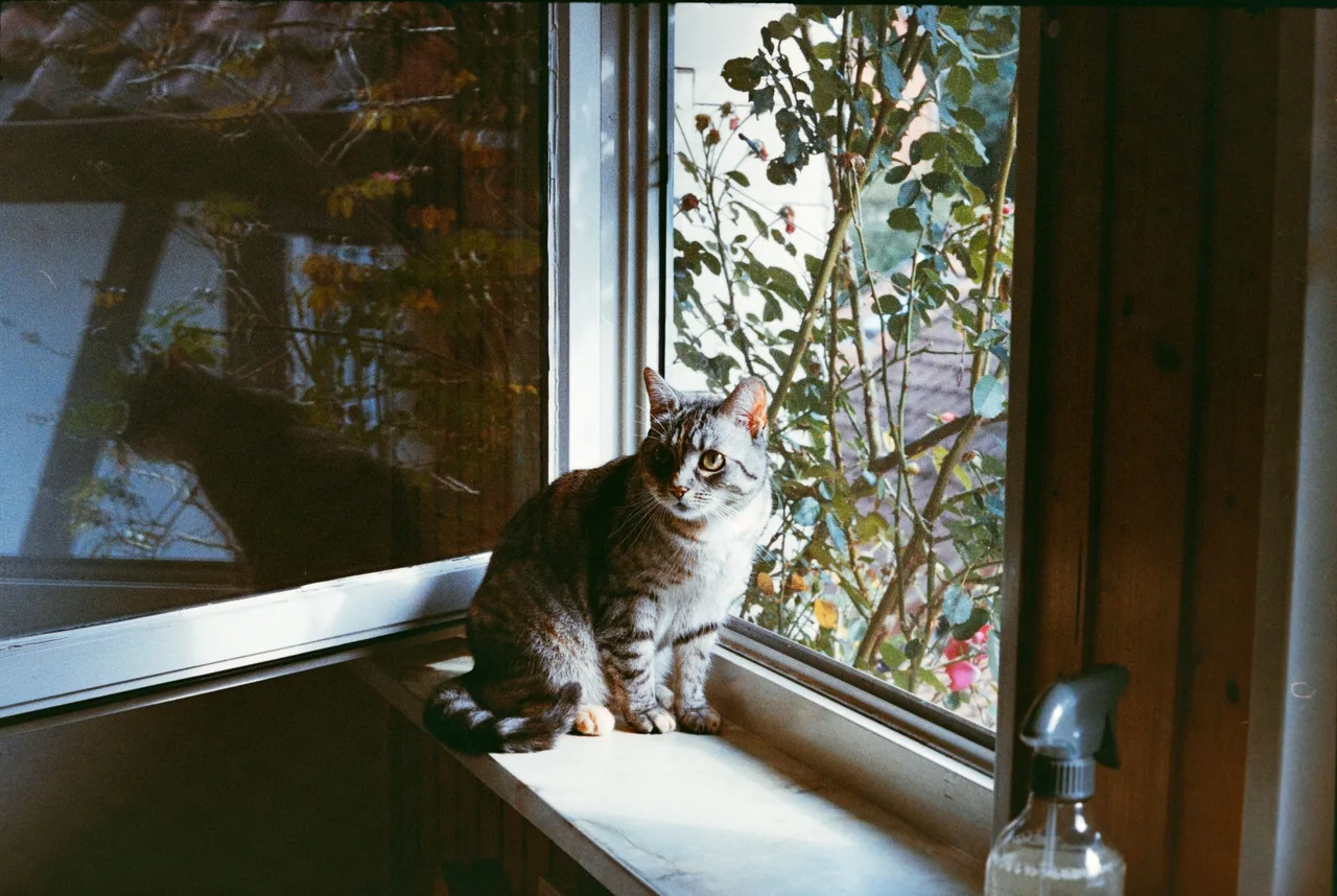 Pentax Spotmatic SP · Fujifilm 400