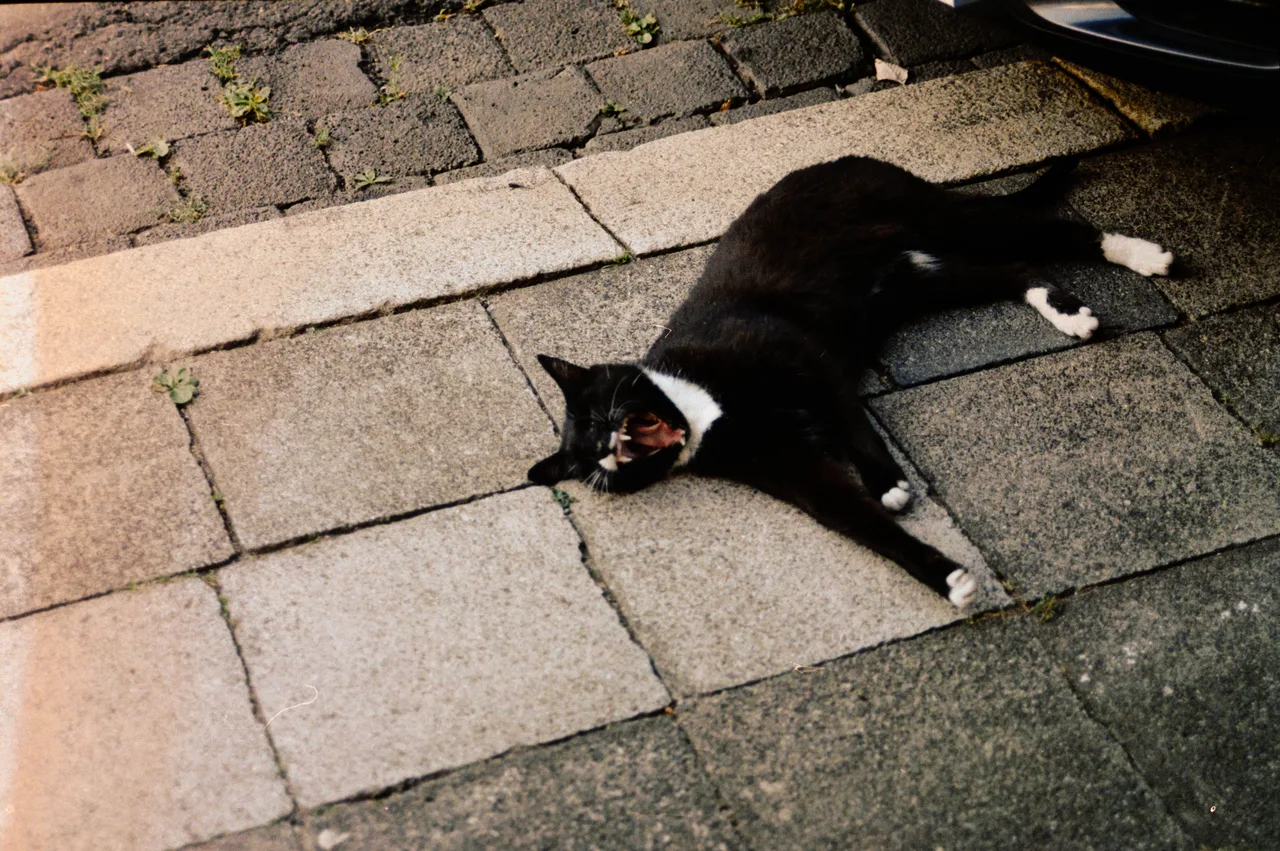 Minolta X-700 SET · Kodak Gold 200