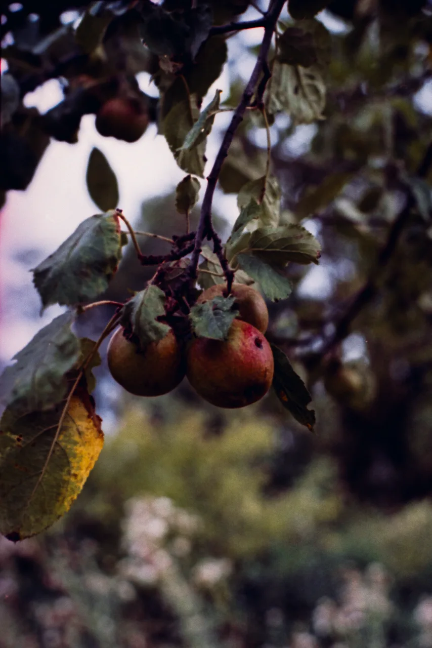 Minolta X-700 SET · Kodak Vision 250D