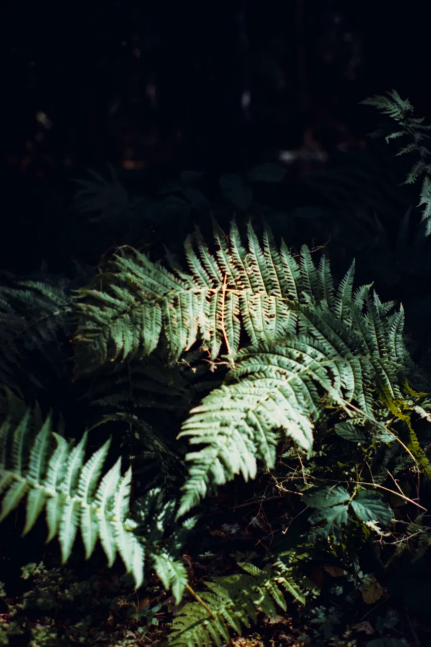 Minolta X-700 SET · Kodak Vision 250D