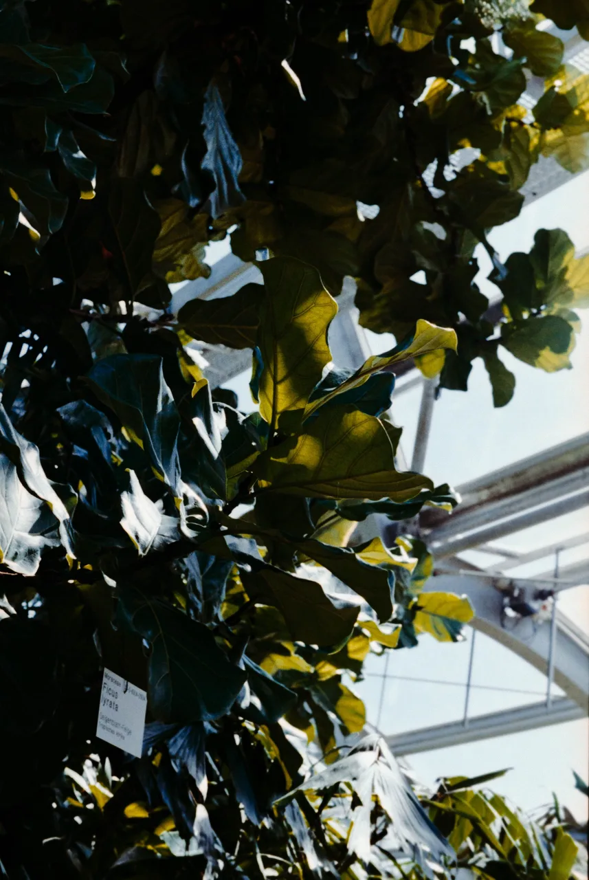 Minolta X-700 SET · Kodak ColorPlus 200