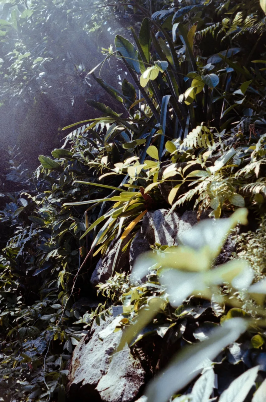 Minolta X-700 SET · Kodak ColorPlus 200