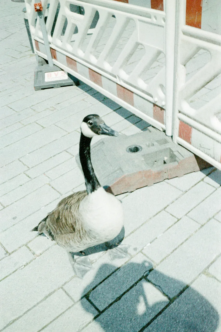 DerMai
