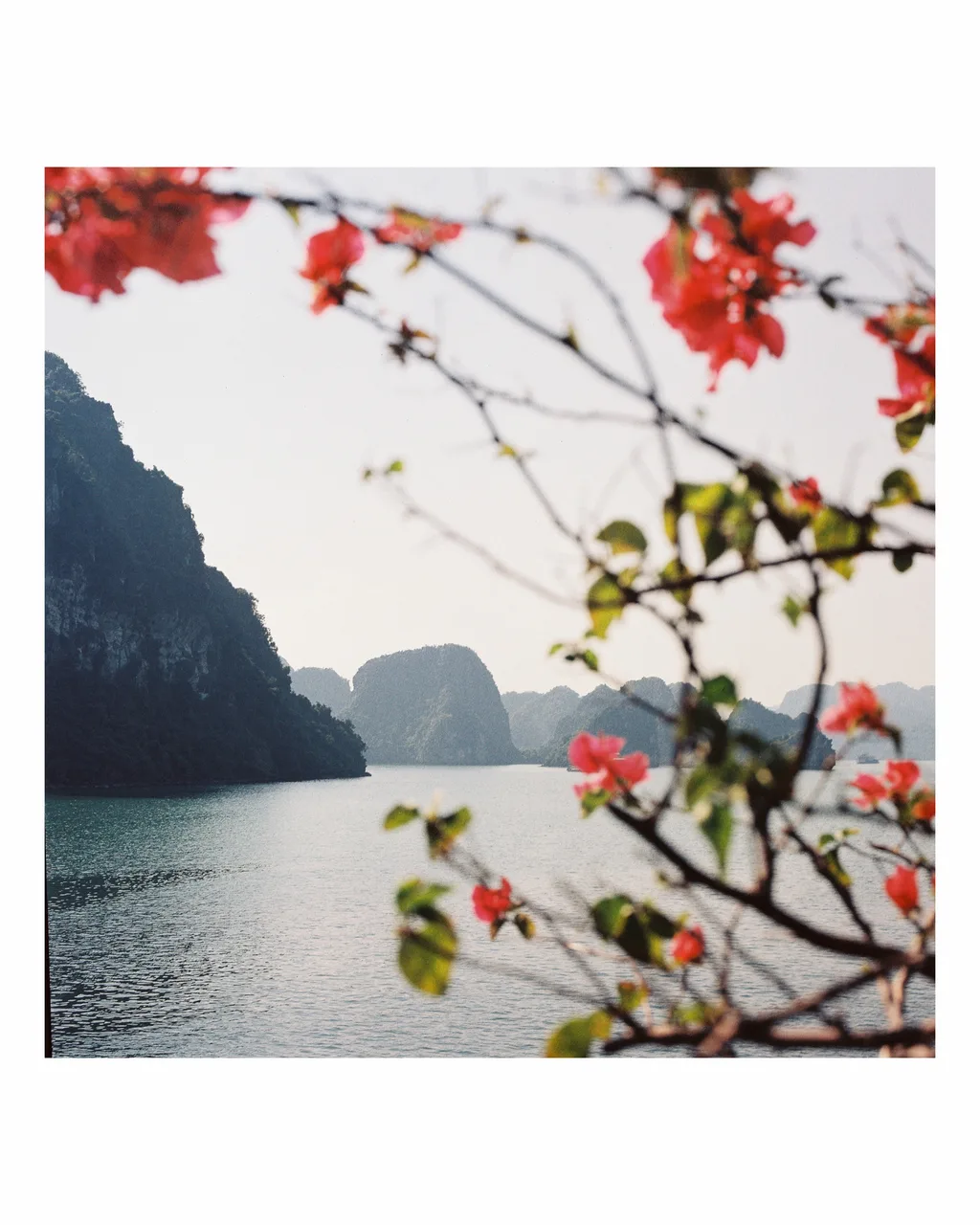 Hasselblad 500C/M · OptiColour 200