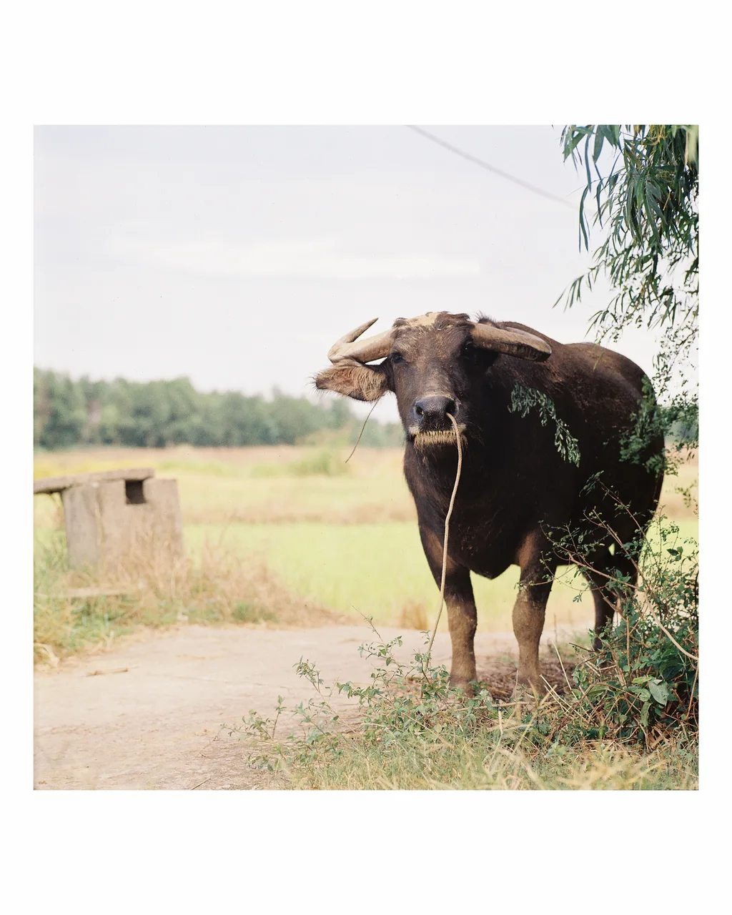 Hasselblad 500C/M · OptiColour 200