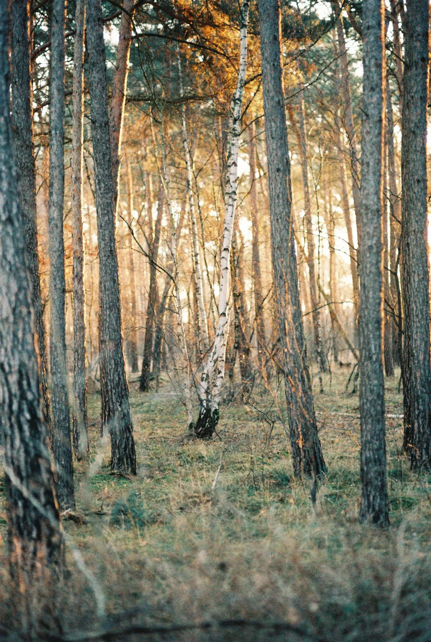 Ivo_400