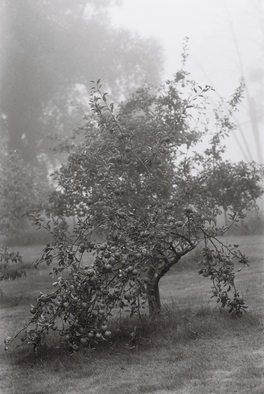 Ivo_400