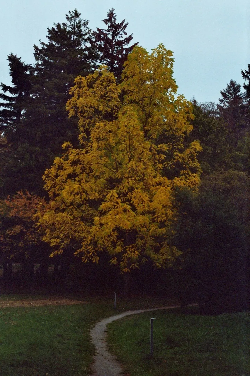 SimonSa