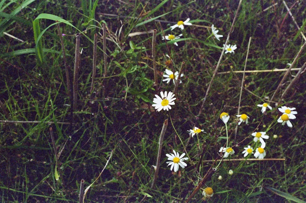 SimonSa