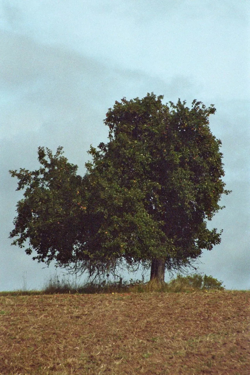 SimonSa