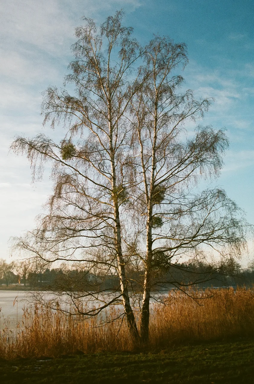 Ivo_400
