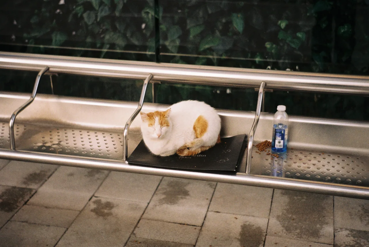 Peer