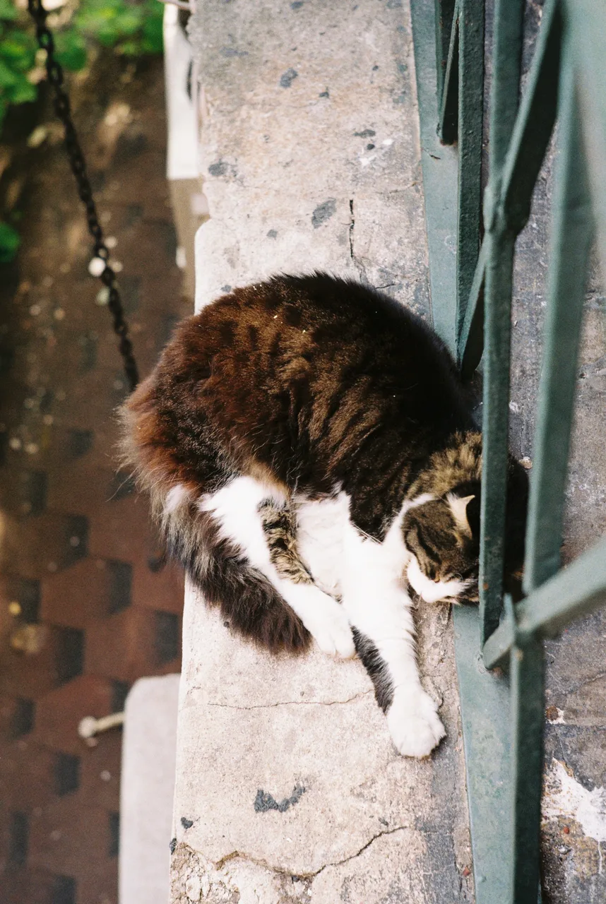 Peer