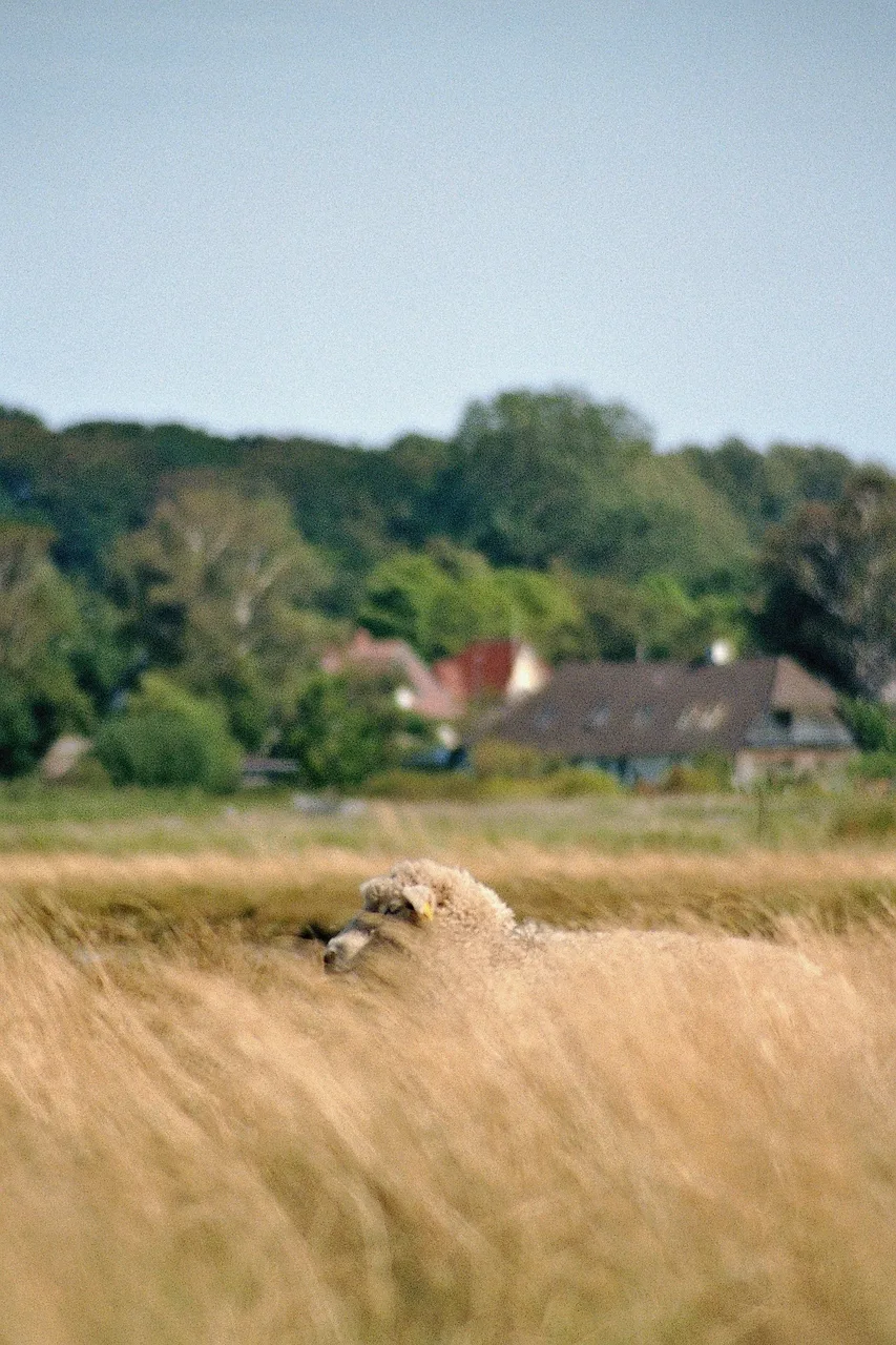 stezudemkru