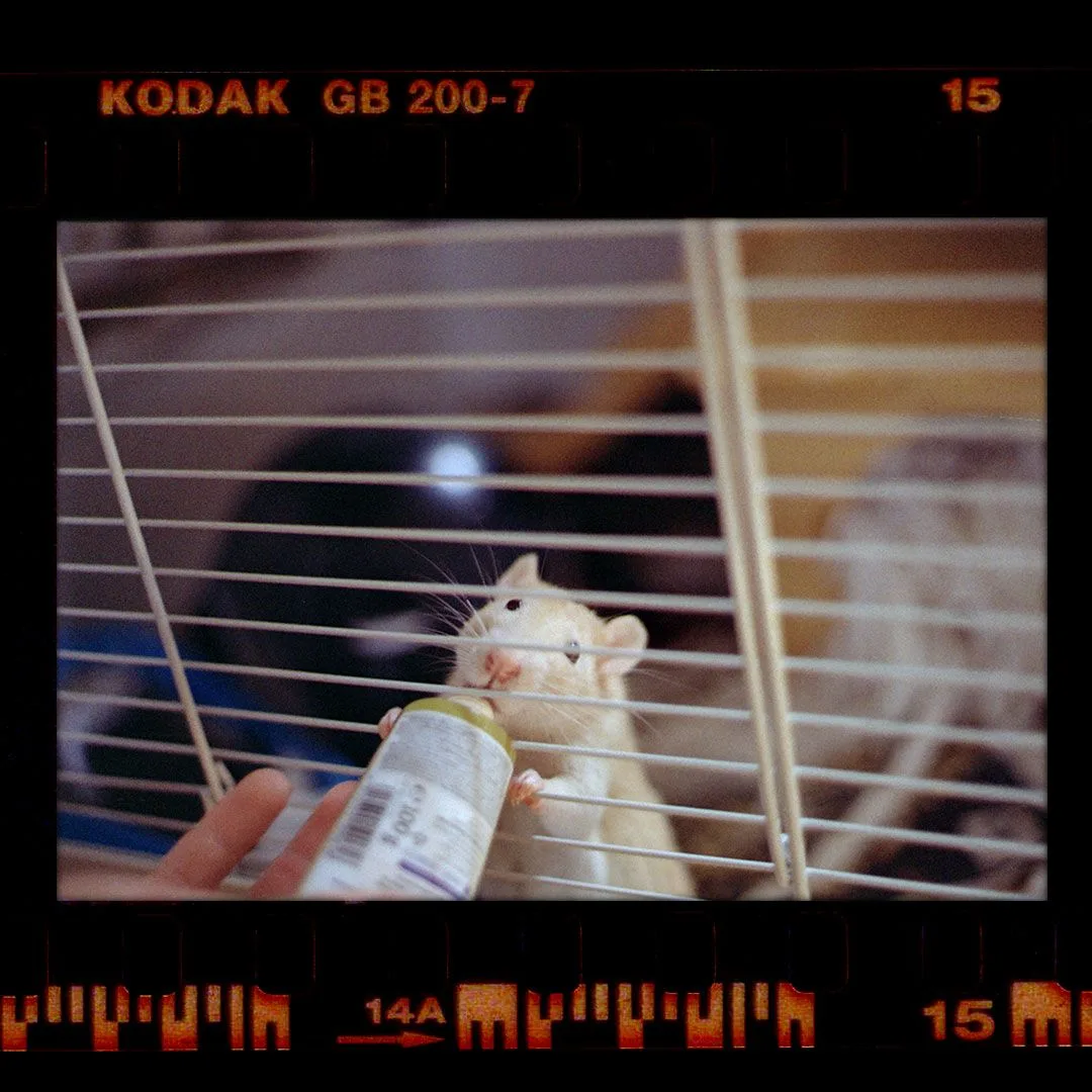 Revue SC3 · Kodak Gold 200