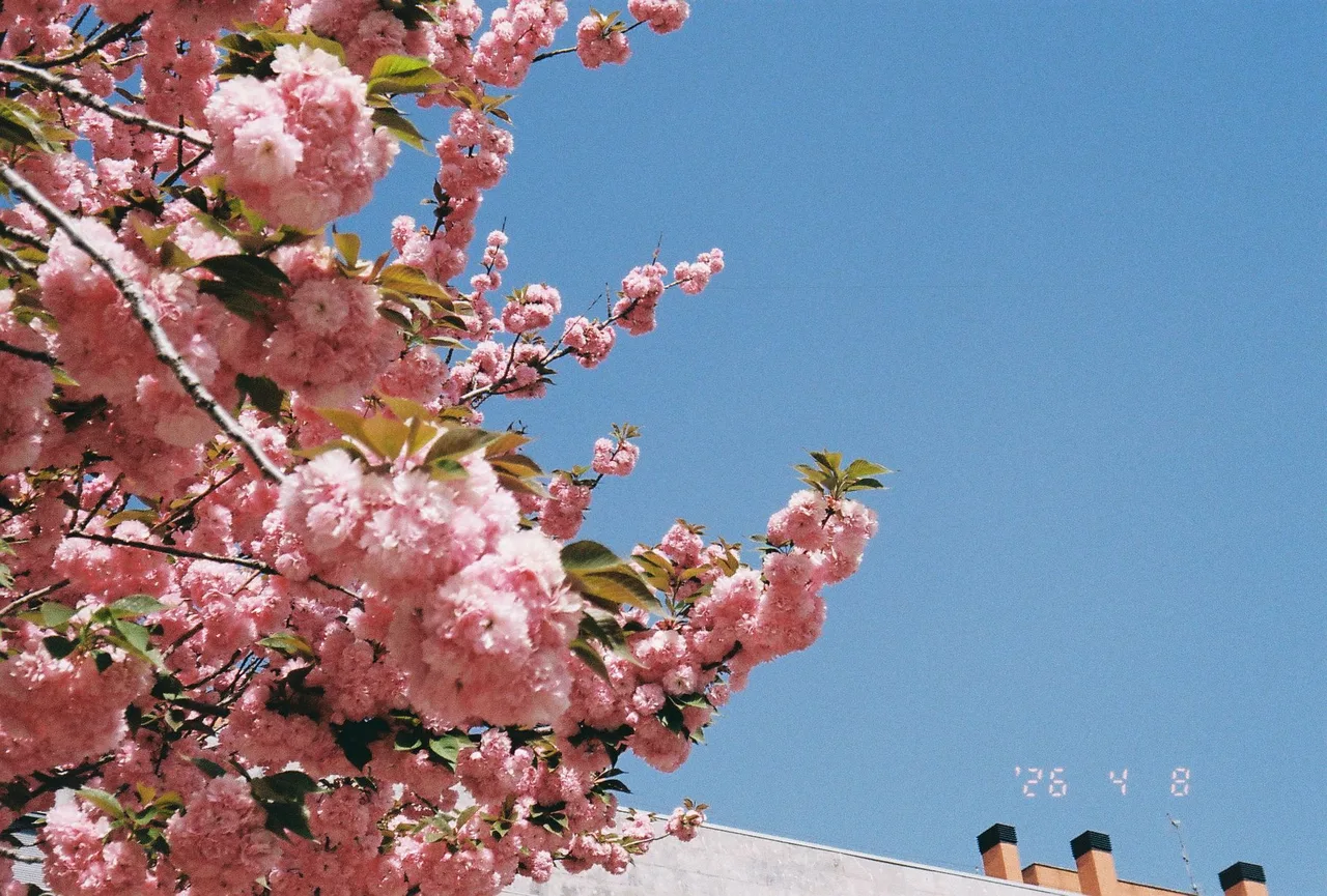 Skina Mega 100s · Kodak Gold 200
