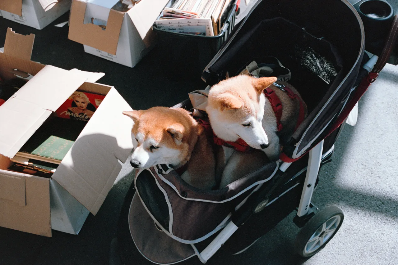 Pentax Spotmatic SP II · Santacolor 100