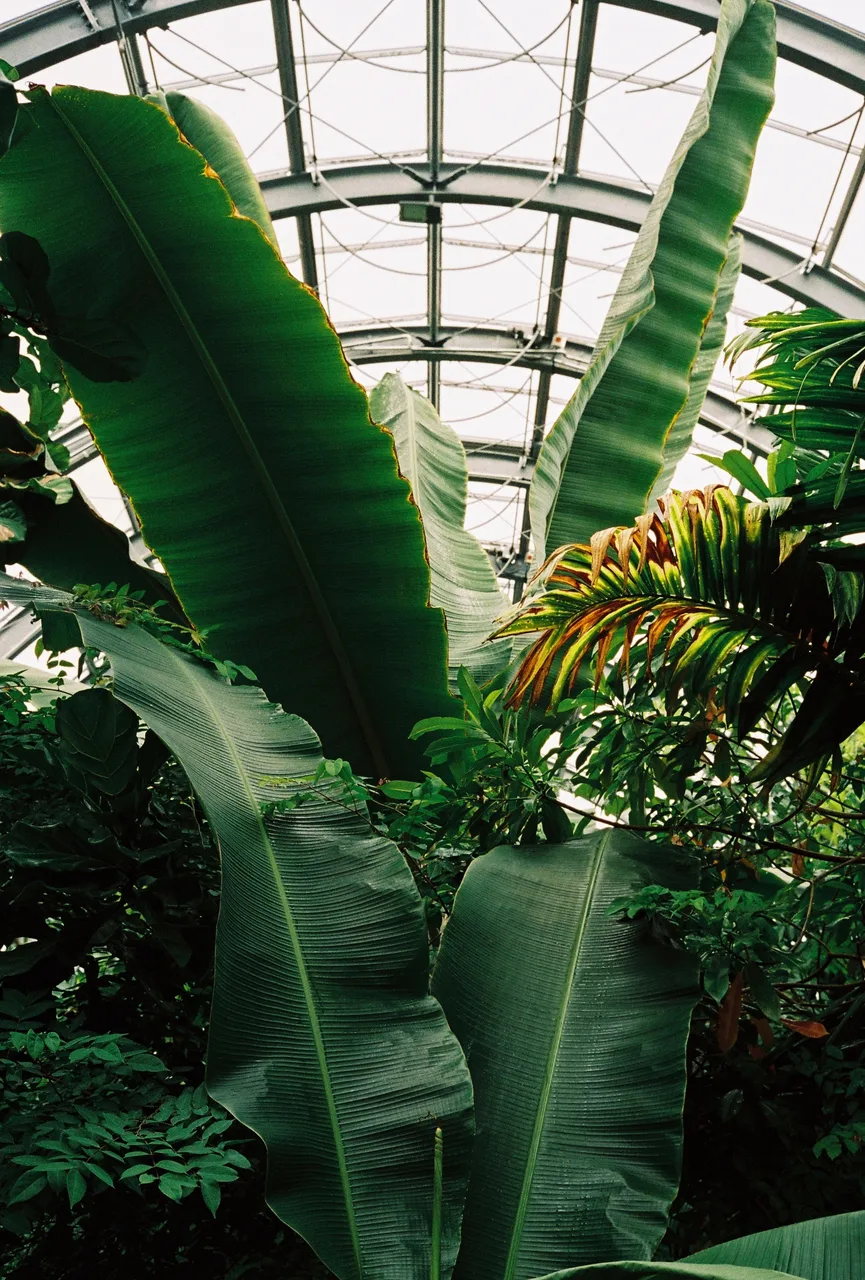 Leica CL · Kodak Portra 800