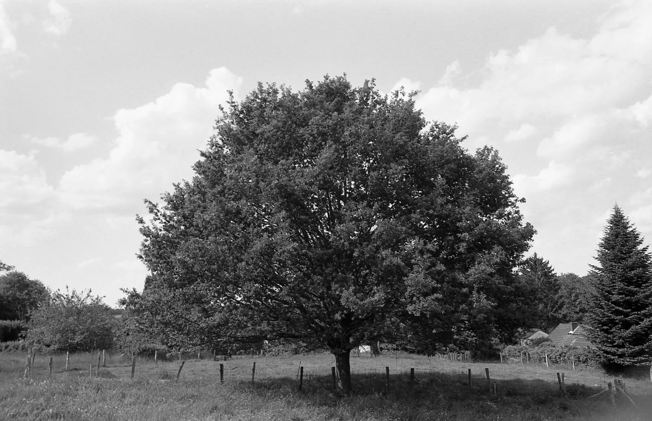 Chinon CM-4 · Fomapan 100 Classic