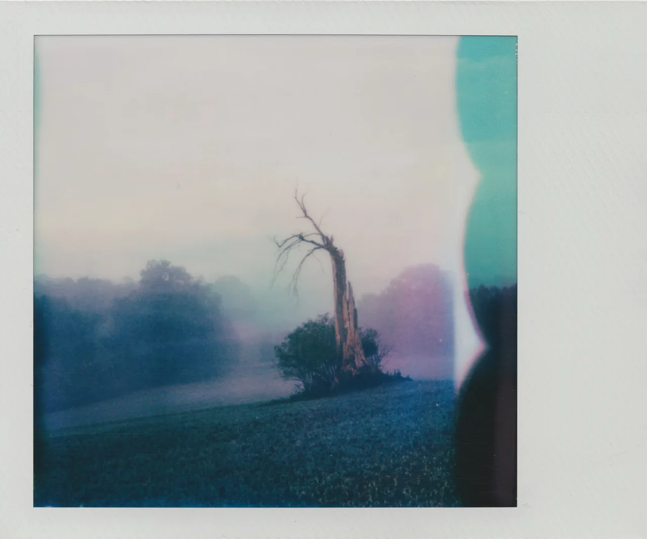 Polaroid Land 195 with Newland Back · Polaroid Color i-Type Standard